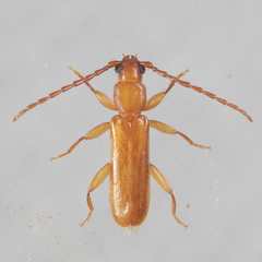Smodicum cucujiforme