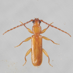 Smodicum cucujiforme