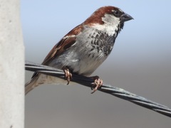 Passer domesticus