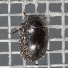 Nosodendron unicolor