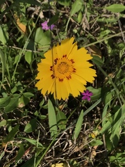 Coreopsis nuecensis