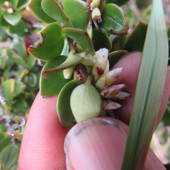 Disterigma alaternoides