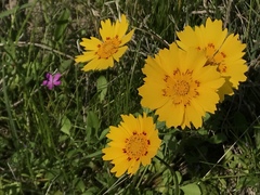 Coreopsis nuecensis