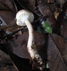 Media resource of Agaricus vinosobrunneofumidus