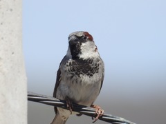 Passer domesticus