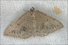 Taxeotis perlinearia
