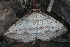 Taxeotis perlinearia