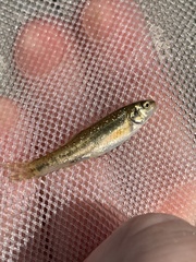 Rhinichthys osculus 5