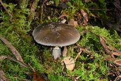 Amanita grisella