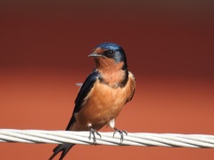Hirundo rustica