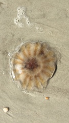 Semaeostomeae