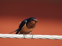 Hirundo rustica