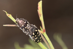 Acmaeodera delumbis