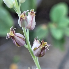 Streptanthus barbatus