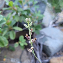 Streptanthus barbatus