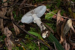 Amanita grisella