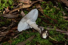 Amanita grisella