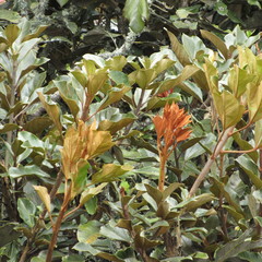 Oreopanax bogotensis