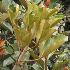 Oreopanax bogotensis