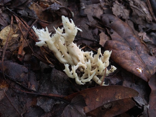 Clavulina coralloides image