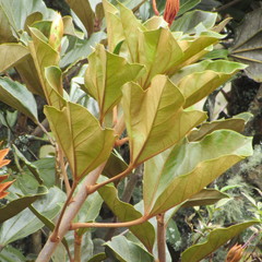 Oreopanax bogotensis