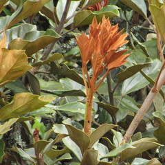 Oreopanax bogotensis