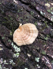 Microporellus obovatus
