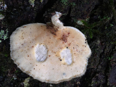 Microporellus obovatus