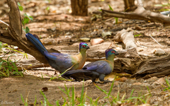 Purple-Crested Turaco photo 4