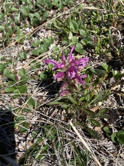 Pedicularis sudetica