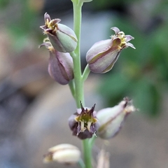 Streptanthus barbatus