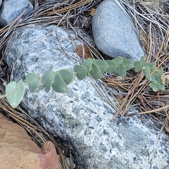 Streptanthus barbatus