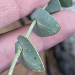 Streptanthus barbatus