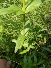 Epilobium glandulosum
