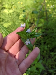 Epilobium glandulosum
