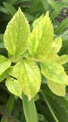 Celtis sinensis