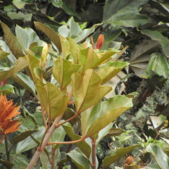 Oreopanax bogotensis