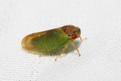 Iassus lanio