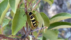 Neoclytus resplendens