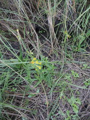 Lithospermum strictum