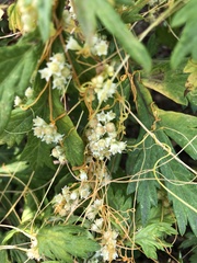 Cuscuta pentagona