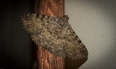 Polydesma boarmoides