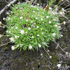 Paepalanthus dendroides