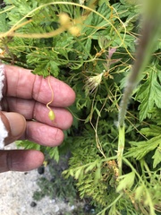 Smicronyx sculpticollis