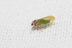 Psylla buxi