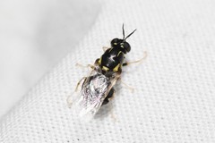 Caloparyphus tetraspilus