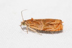 Olethreutes nitidana