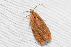 Olethreutes nitidana