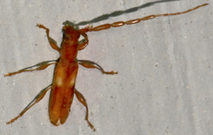 Heterachthes quadrimaculatus