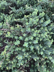 Wikstroemia uva-ursi